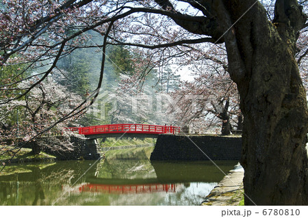 松が岬公園の桜 松が岬公園の桜 6780810