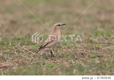 イナバヒタキ 6780946