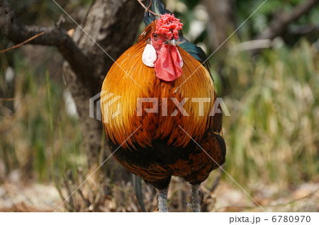 東天紅鶏 6780970