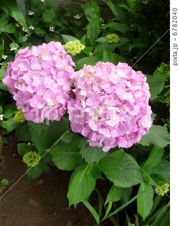 紫陽花 紫陽花 6782040