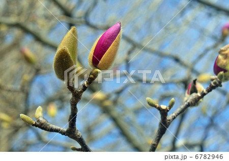 樹木・モクレン　モクレン科 6782946