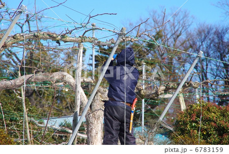 梨の木の剪定　梨の栽培 6783159