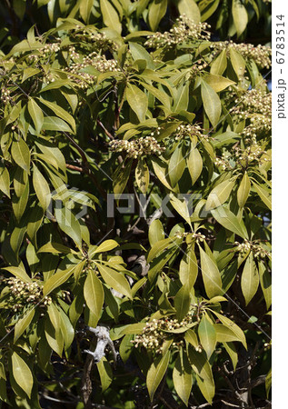 アセビ（馬酔木）の花芽 6783514