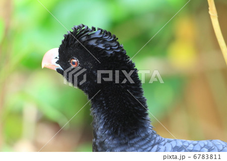 ハゲガオホウカンチョウ 6783811