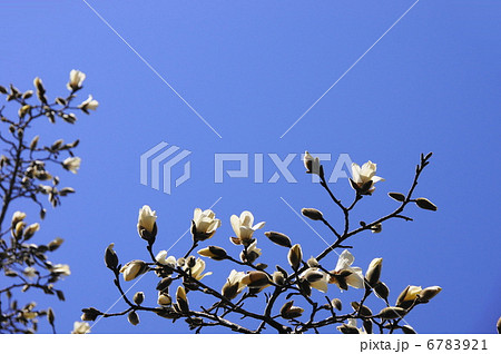3月花 コブシ・モクレン科23 3月花 コブシ・モクレン科23 6783921