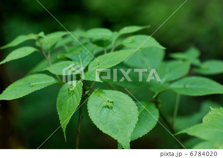 ハナイカダ 6784020