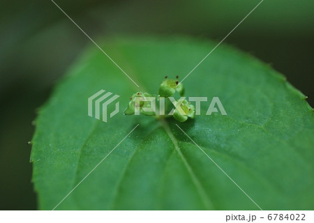 ハナイカダ ハナイカダ 6784022