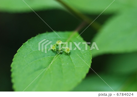 ハナイカダ 6784024