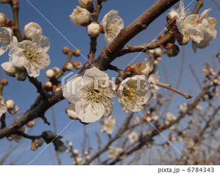 白梅・イメージ（３） 6784343