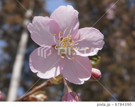 山桜イメージ(2) 山桜イメージ(2) 6784390