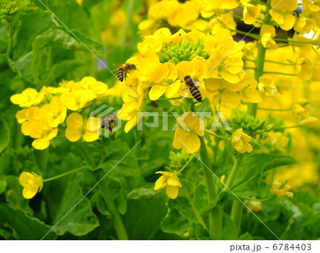菜の花 6784403