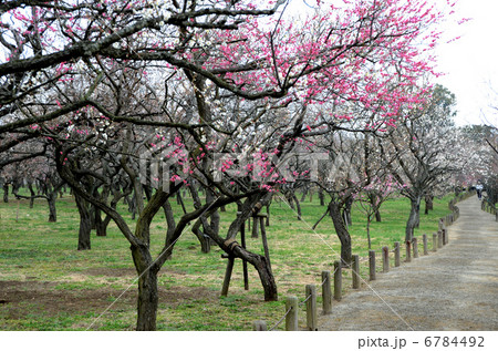 偕楽園 偕楽園 6784492