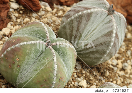 鸞鳳玉 鸞鳳玉 6784627