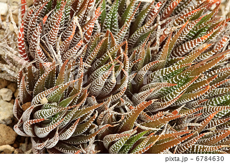 十二の巻 6784630