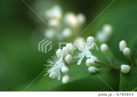 サワフタギ 6784854