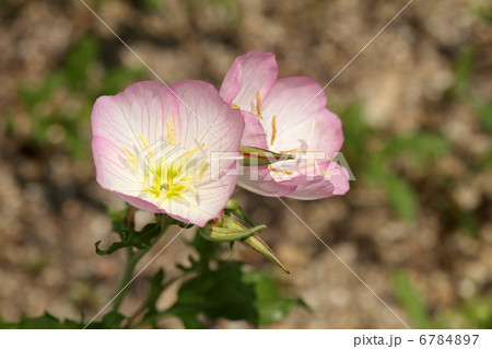 ツキミソウ ツキミソウ 6784897