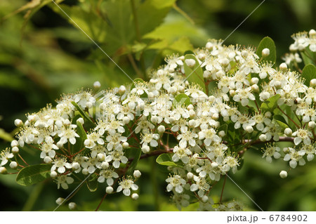 ピラカンサ 6784902