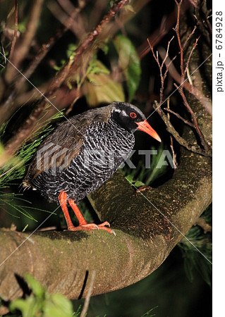 ヤンバルクイナ　Gallirallus okinawae 6784928