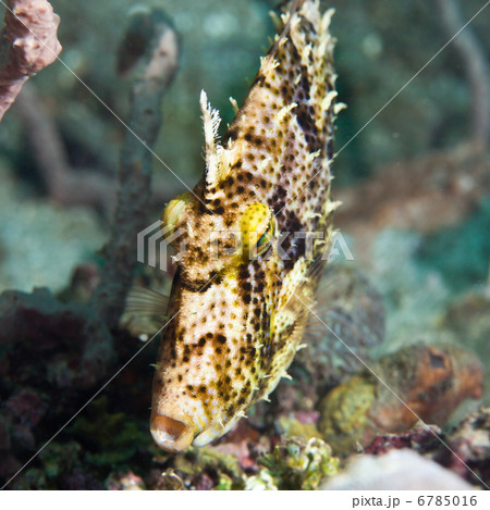 Tropical fish Filefish 6785016