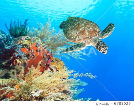 Turtle and coral 6785029