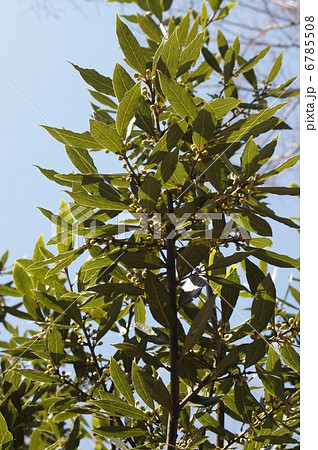 月桂樹の蕾 6785508