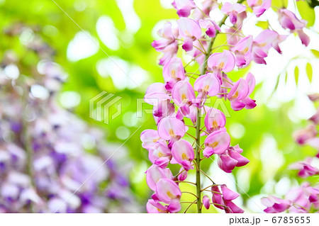 藤の花 藤の花 6785655