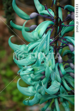 翡翠葛 翡翠葛 6785833