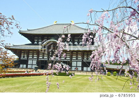 東大寺の 大仏殿 と桜 奈良市雑司町 奈良県 の写真素材