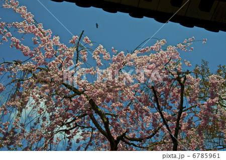 東大寺の桜(奈良市雑司町/奈良県) 東大寺の桜(奈良市雑司町/奈良県) 6785961
