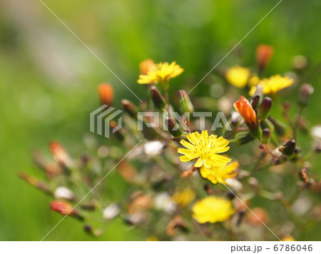 オニタビラコ オニタビラコ 6786046