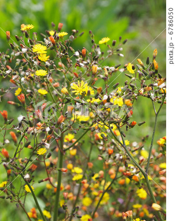 オニタビラコ オニタビラコ 6786050