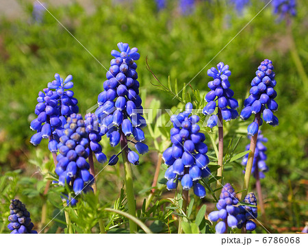 ムスカリ 6786068