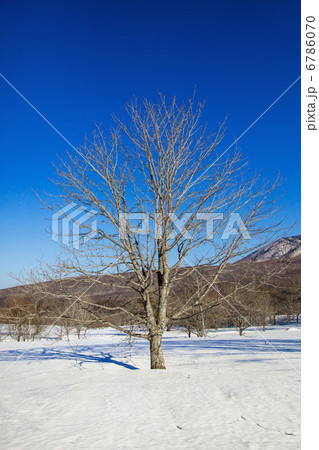 雪の森の大樹 6786070