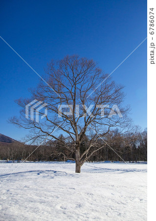 冬の雪原の大樹 6786074