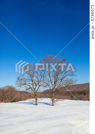 冬の雪原の樹々 6786075