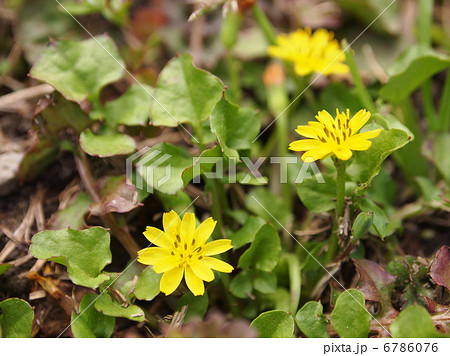 ジシバリ 6786076