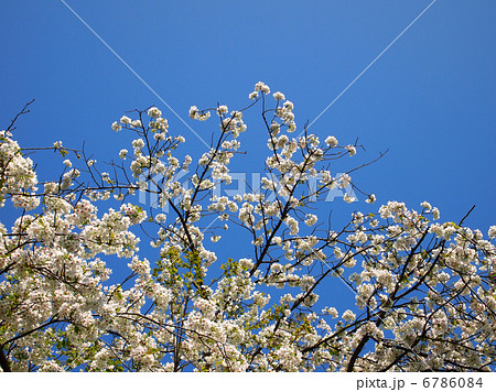 オオシマザクラ オオシマザクラ 6786084