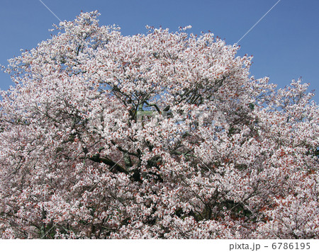 満開の桜 6786195