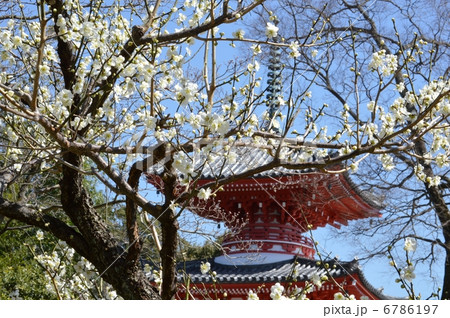 塔と白梅 6786197