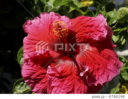 ハイピカス ダブル ハイピカス ダブル 6786296