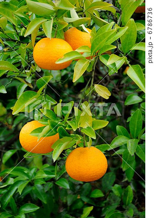 甘夏 甘夏 6786736