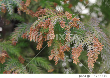 杉の花 6786740