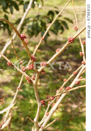 ハナズオウ 6786910