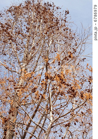 早春のメタセコイア 6786979