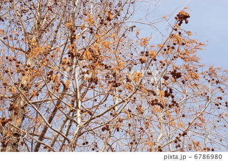 早春のメタセコイア 6786980