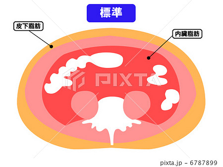 内臓脂肪と皮下脂肪の断面図のイラスト素材