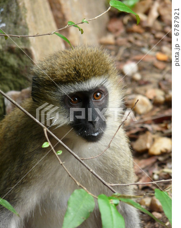 サバンナモンキー サバンナモンキー 6787921