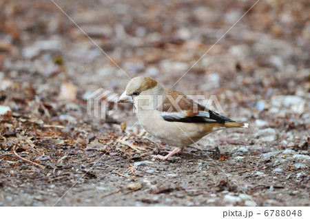 地面のシメ 地面のシメ 6788048