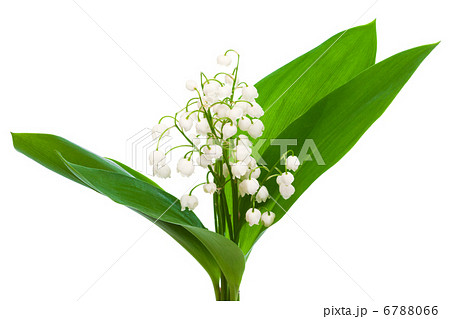 lily of the valley 6788066