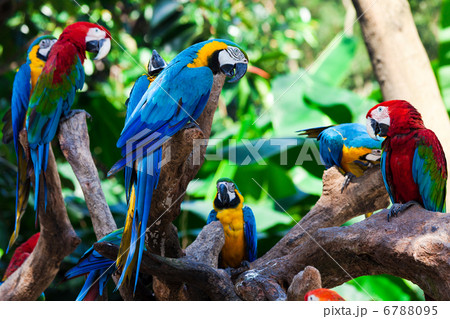 group parrots 6788095